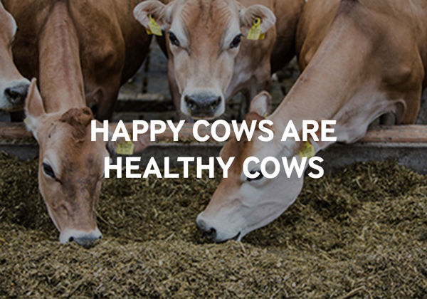 A happy cow produces more and better quality milk.